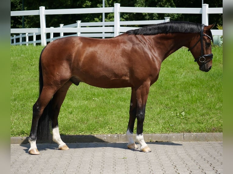 Oldenburger Wallach 3 Jahre 166 cm Brauner in Duisburg