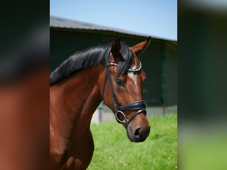 Oldenburger Wallach 3 Jahre 166 cm Brauner in Duisburg