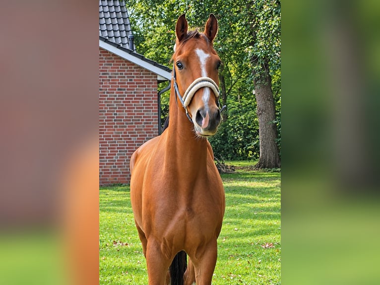 Oldenburger Wallach 3 Jahre 166 cm Brauner in Niederlangen