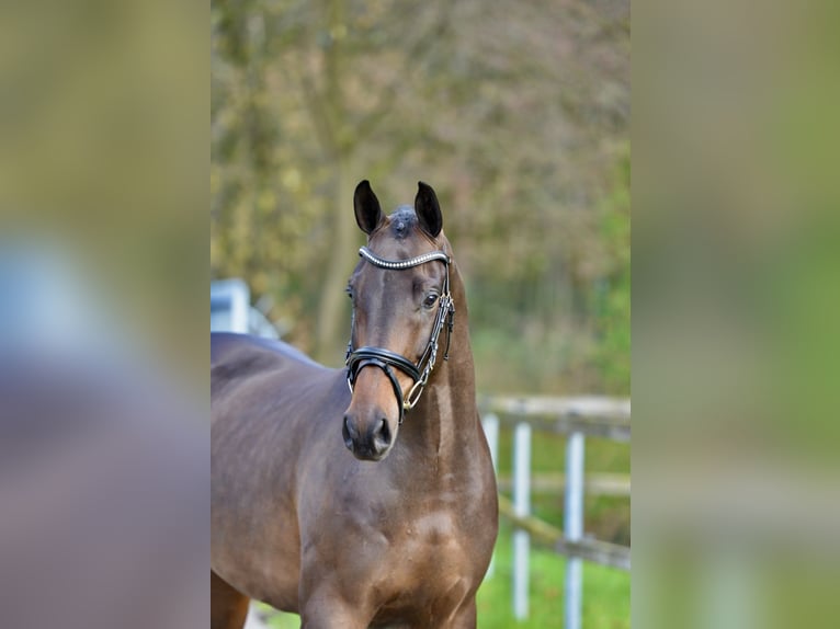 Oldenburger Wallach 3 Jahre 166 cm Brauner in Vechta