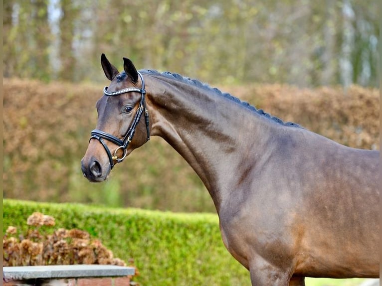 Oldenburger Wallach 3 Jahre 166 cm Brauner in Vechta