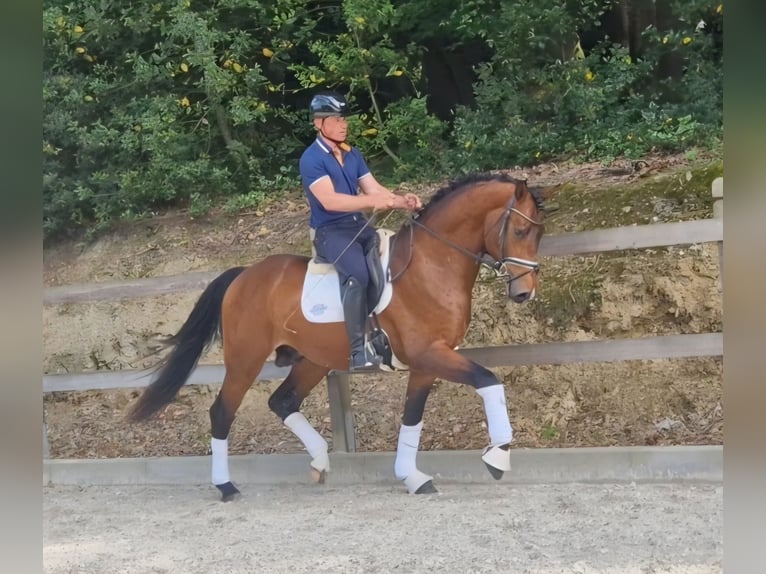 Oldenburger Wallach 3 Jahre 166 cm Brauner in Bramsche