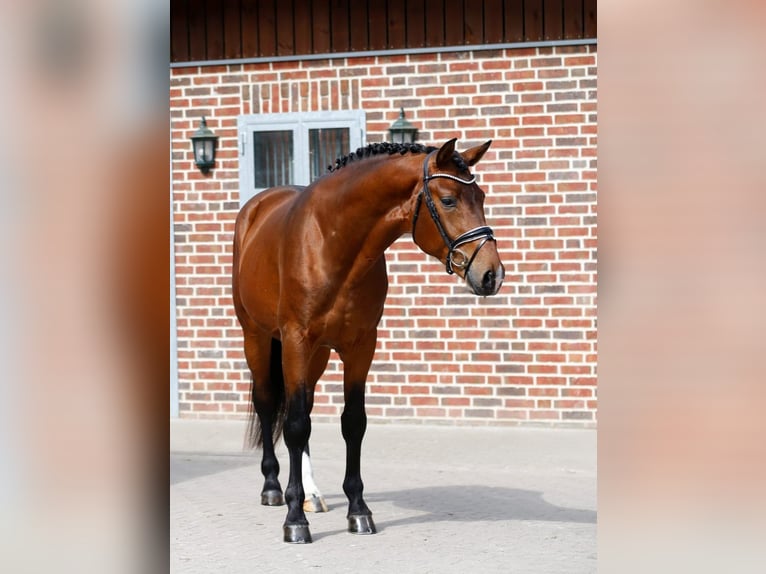 Oldenburger Wallach 3 Jahre 166 cm Brauner in Bramsche