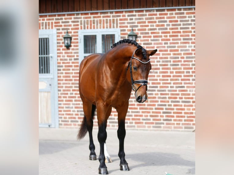 Oldenburger Wallach 3 Jahre 166 cm Brauner in Bramsche