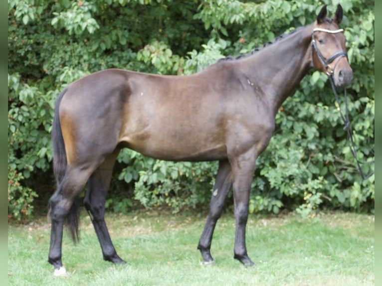Oldenburger Wallach 3 Jahre 166 cm Brauner in Bassum