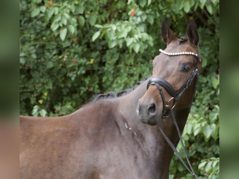 Oldenburger Wallach 3 Jahre 166 cm Brauner in Bassum