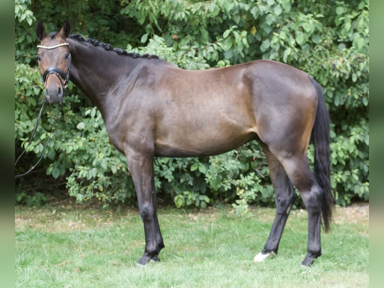 Oldenburger Wallach 3 Jahre 166 cm Brauner in Bassum