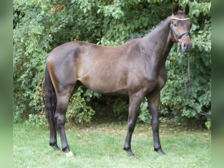 Oldenburger Wallach 3 Jahre 166 cm Brauner in Bassum
