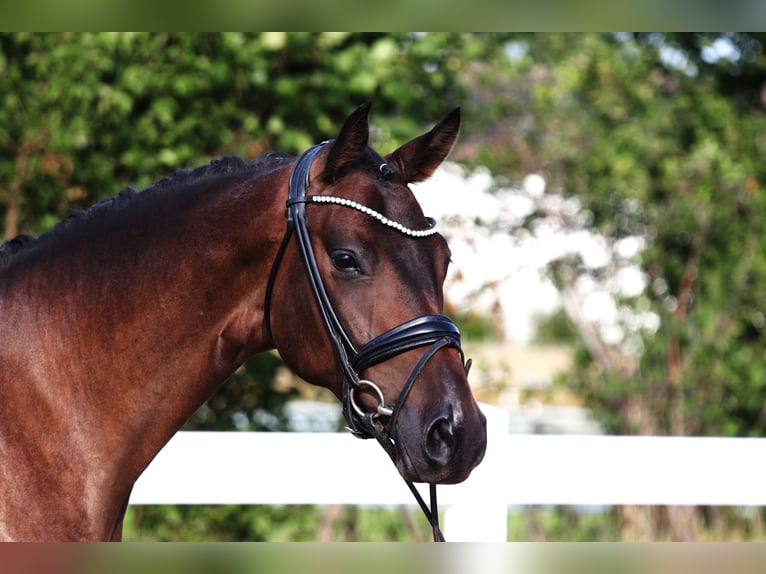 Oldenburger Wallach 3 Jahre 166 cm Dunkelbrauner in Hohenstein Bernloch