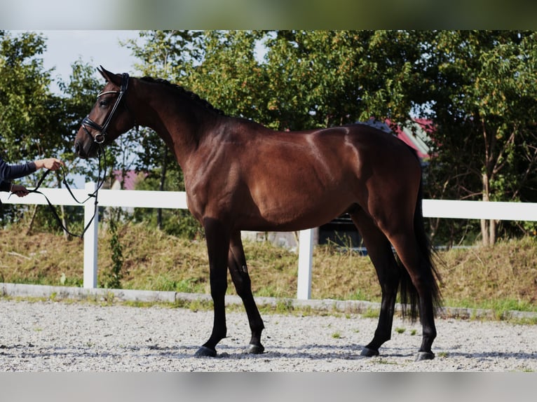 Oldenburger Wallach 3 Jahre 166 cm Dunkelbrauner in Hohenstein Bernloch