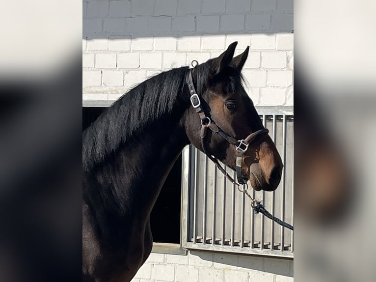 Oldenburger Wallach 3 Jahre 166 cm Dunkelbrauner in Hiddenhausen