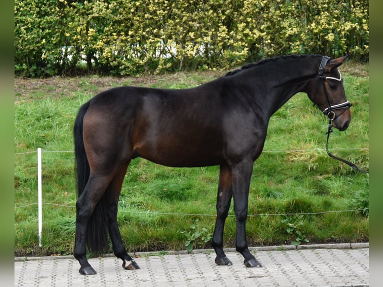 Oldenburger Wallach 3 Jahre 166 cm Dunkelbrauner in F&#xFC;rstenau