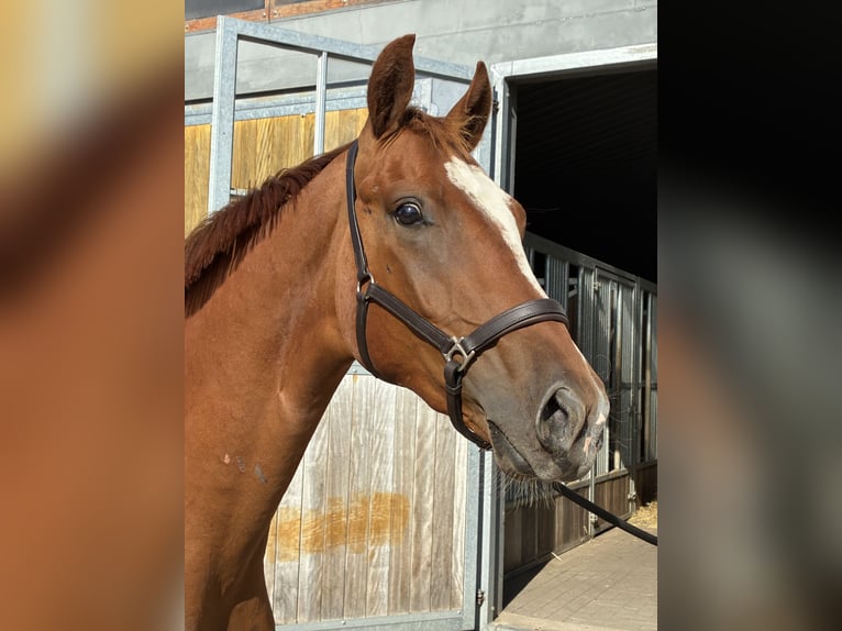 Oldenburger Wallach 3 Jahre 166 cm Fuchs in Blunk