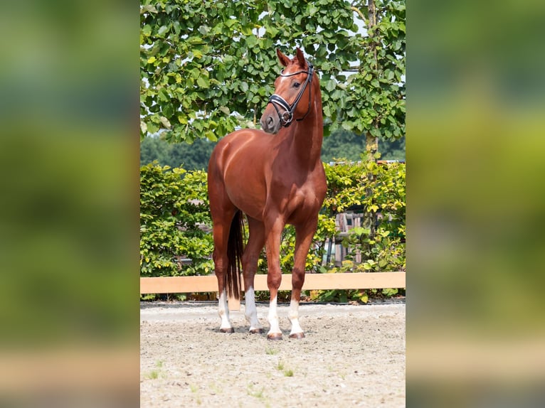 Oldenburger Wallach 3 Jahre 166 cm Fuchs in Goch