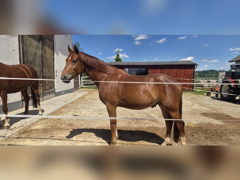 Oldenburger Wallach 3 Jahre 166 cm Fuchs in Neusäß