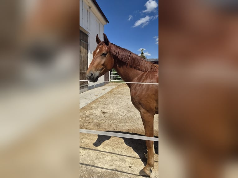 Oldenburger Wallach 3 Jahre 166 cm Fuchs in Neusäß