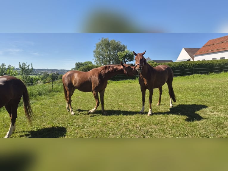 Oldenburger Wallach 3 Jahre 166 cm Fuchs in Neusäß