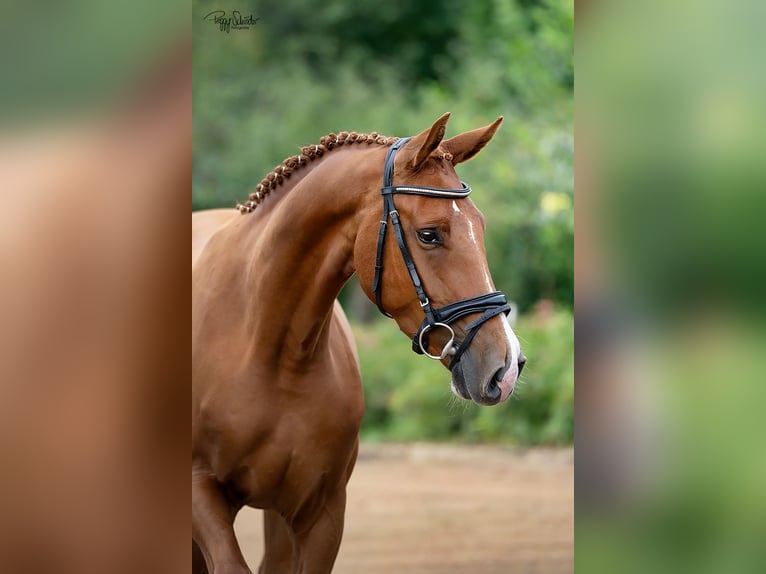 Oldenburger Wallach 3 Jahre 166 cm Fuchs in LupendorfMoltzow
