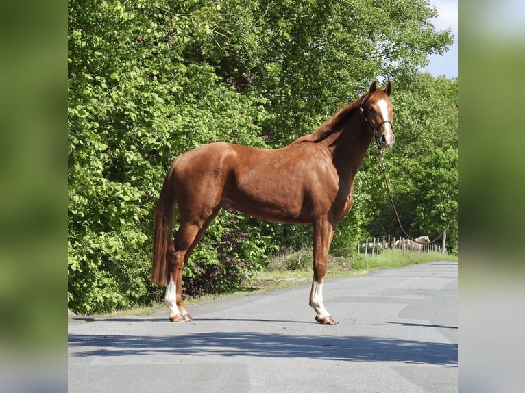 Oldenburger Wallach 3 Jahre 166 cm Fuchs in Verl