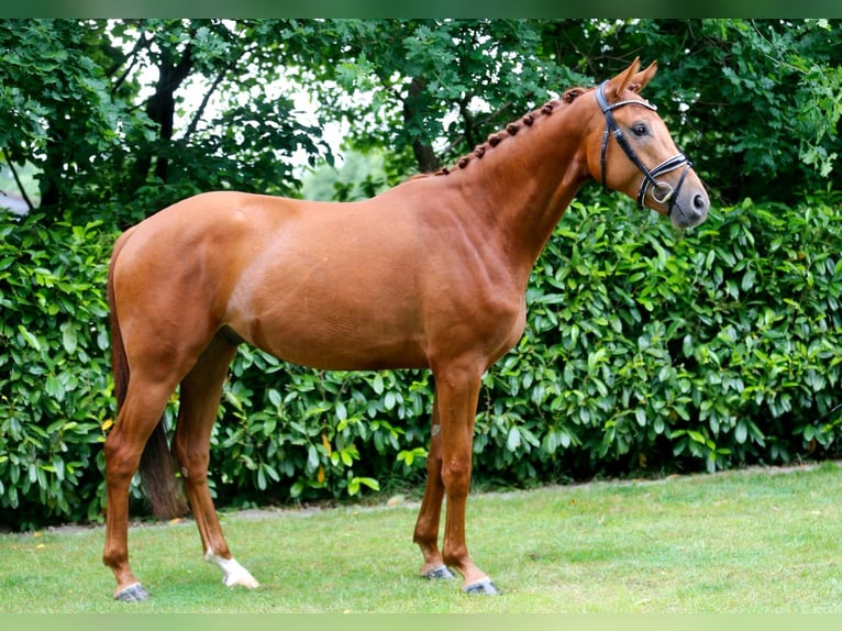 Oldenburger Wallach 3 Jahre 166 cm Fuchs in Bramsche