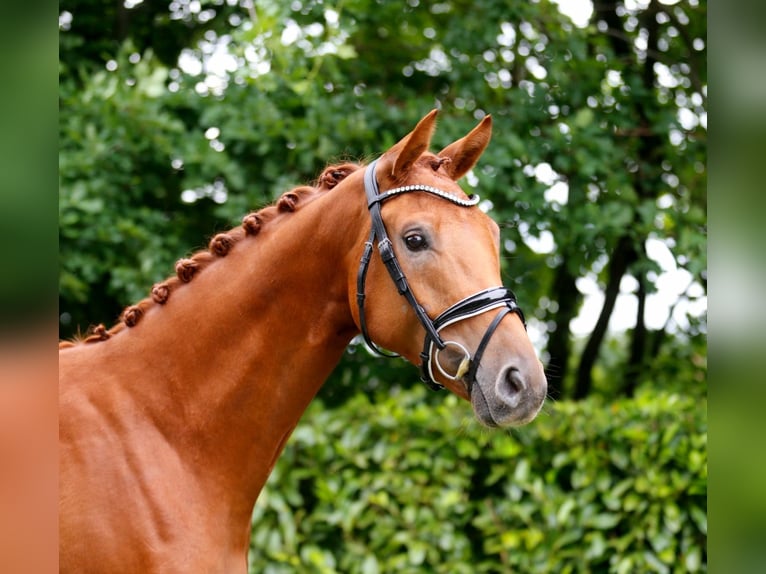 Oldenburger Wallach 3 Jahre 166 cm Fuchs in Bramsche