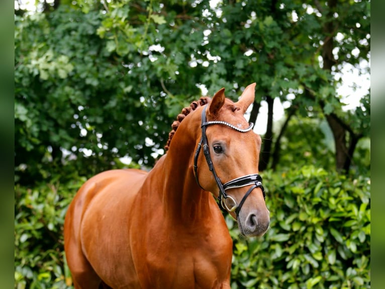 Oldenburger Wallach 3 Jahre 166 cm Fuchs in Bramsche