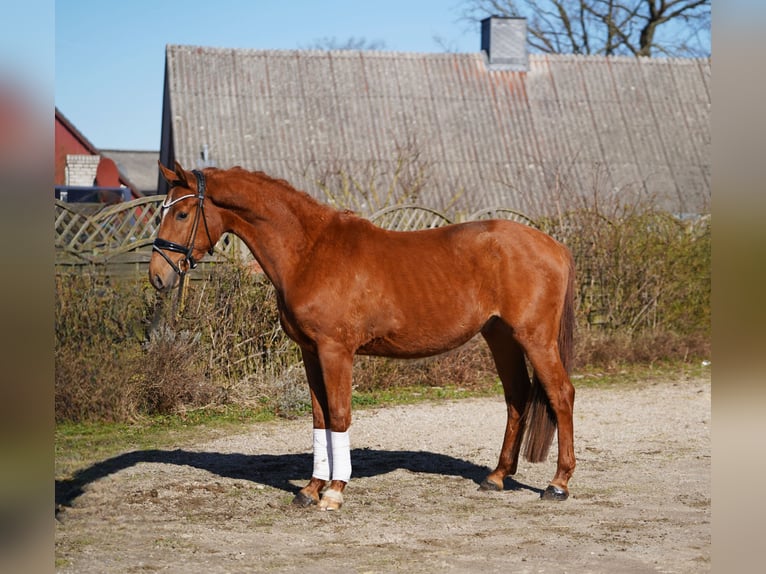 Oldenburger Wallach 3 Jahre 166 cm Fuchs in Hohenfelde