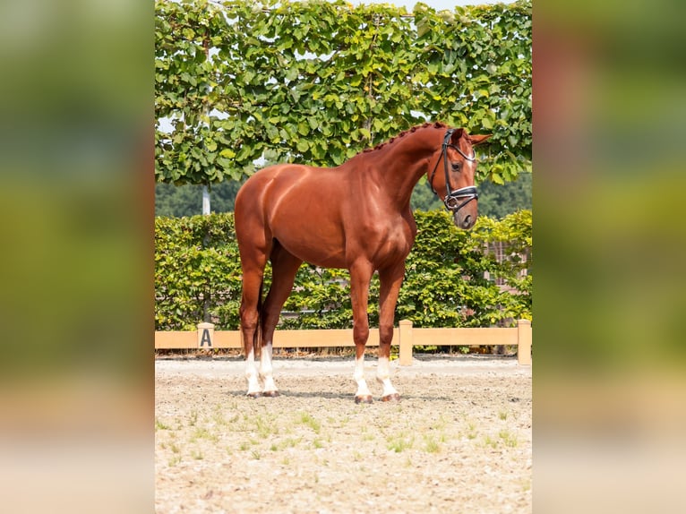 Oldenburger Wallach 3 Jahre 166 cm Fuchs in Goch