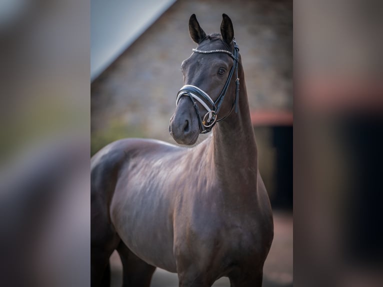 Oldenburger Wallach 3 Jahre 166 cm Rappe in Bramsche