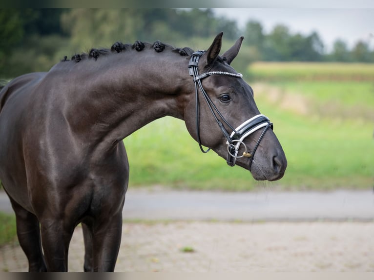 Oldenburger Wallach 3 Jahre 166 cm Rappe in Bramsche