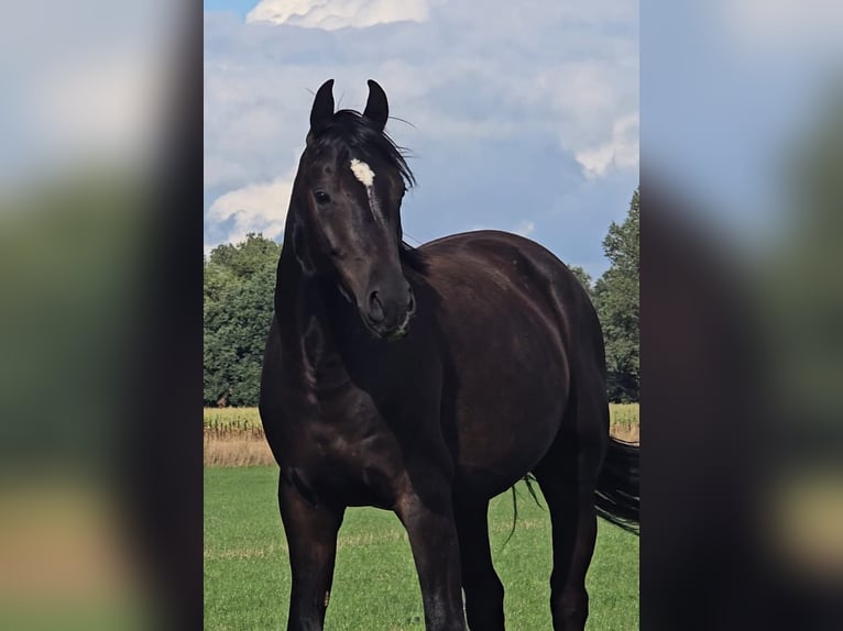 Oldenburger Wallach 3 Jahre 166 cm Rappe in Niederlangen