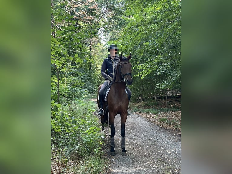 Oldenburger Wallach 3 Jahre 167 cm Brauner in Gro&#xDF;efehn Bagband