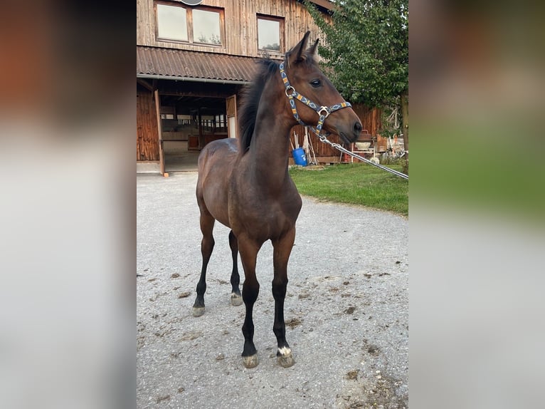 Oldenburger Wallach 3 Jahre 167 cm Dunkelbrauner in Überlingen