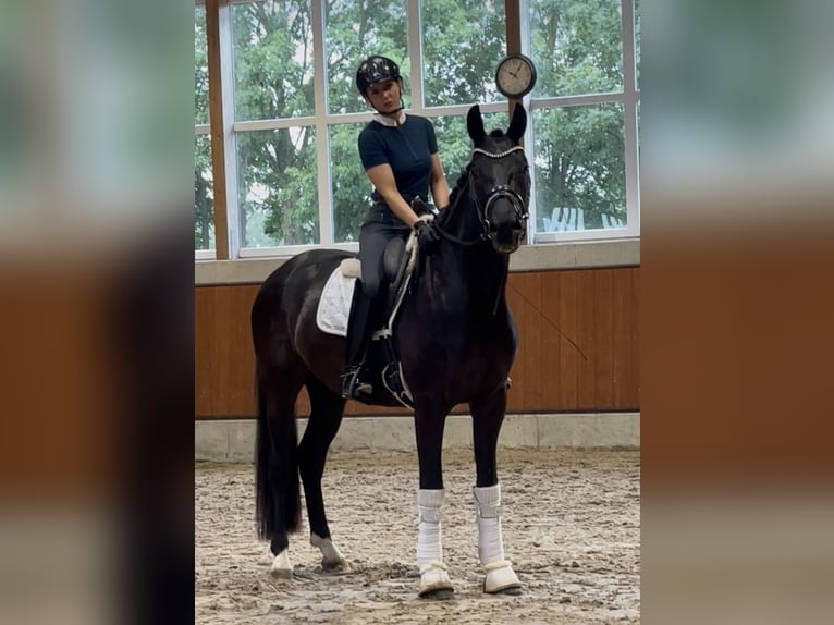 Oldenburger Wallach 3 Jahre 167 cm Rappe in Berne