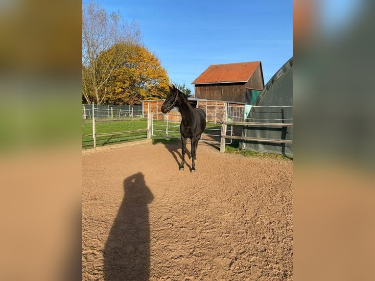 Oldenburger Wallach 3 Jahre 167 cm Schwarzbrauner in Dassel