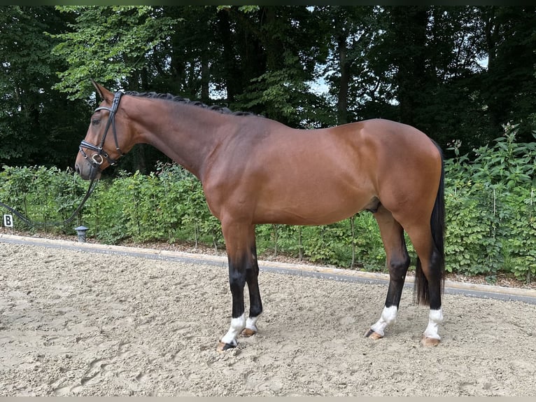 Oldenburger Wallach 3 Jahre 168 cm Brauner in Bad Zwischenahn