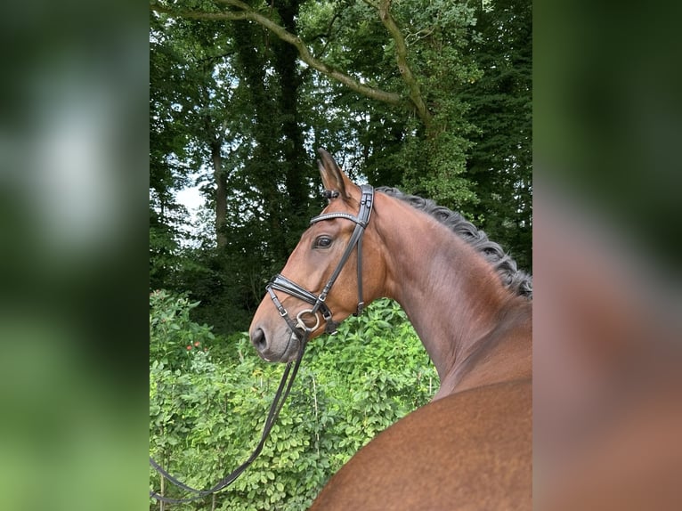 Oldenburger Wallach 3 Jahre 168 cm Brauner in Bad Zwischenahn