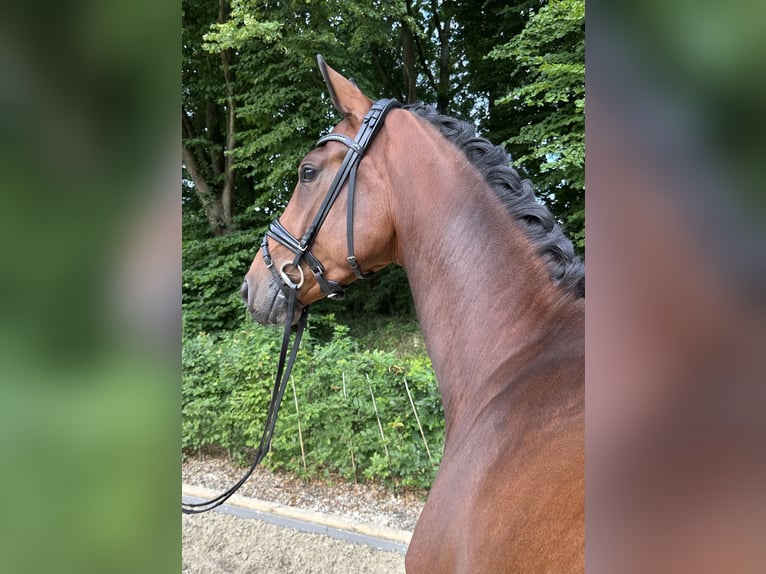 Oldenburger Wallach 3 Jahre 168 cm Brauner in Bad Zwischenahn