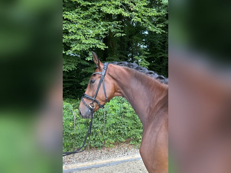 Oldenburger Wallach 3 Jahre 168 cm Brauner in Bad Zwischenahn