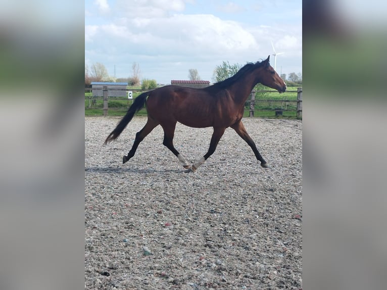 Oldenburger Wallach 3 Jahre 168 cm Brauner in Belgique