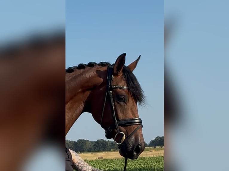 Oldenburger Wallach 3 Jahre 168 cm Brauner in Syke