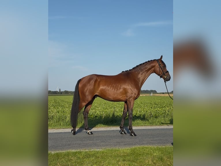 Oldenburger Wallach 3 Jahre 168 cm Brauner in Syke