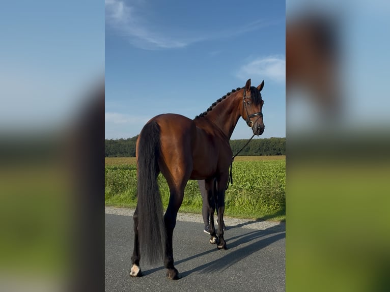 Oldenburger Wallach 3 Jahre 168 cm Brauner in Syke