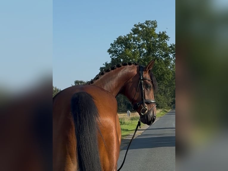 Oldenburger Wallach 3 Jahre 168 cm Brauner in Syke