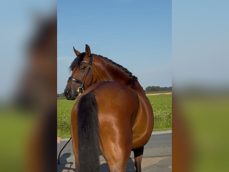 Oldenburger Wallach 3 Jahre 168 cm Brauner in Syke