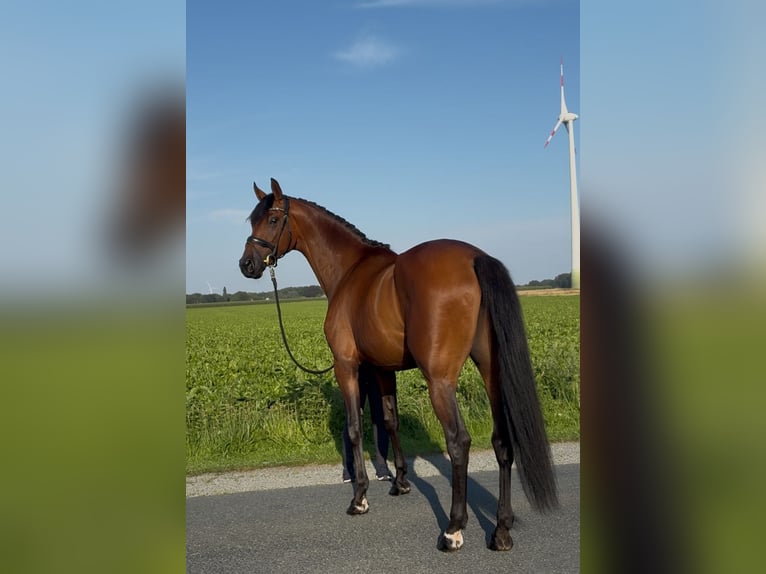 Oldenburger Wallach 3 Jahre 168 cm Brauner in Syke