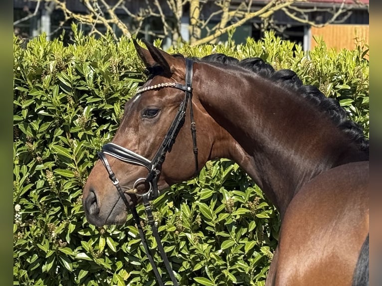 Oldenburger Wallach 3 Jahre 168 cm Brauner in Visbek