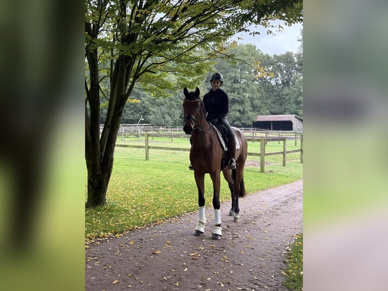 Oldenburger Wallach 3 Jahre 168 cm Brauner in F&#xFC;rstenau