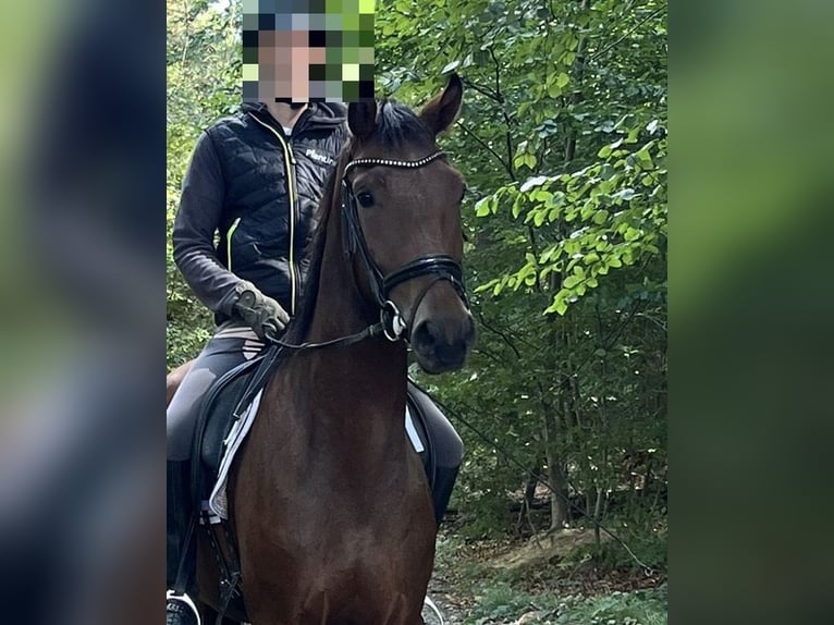 Oldenburger Wallach 3 Jahre 168 cm Brauner in Gro&#xDF;efehn