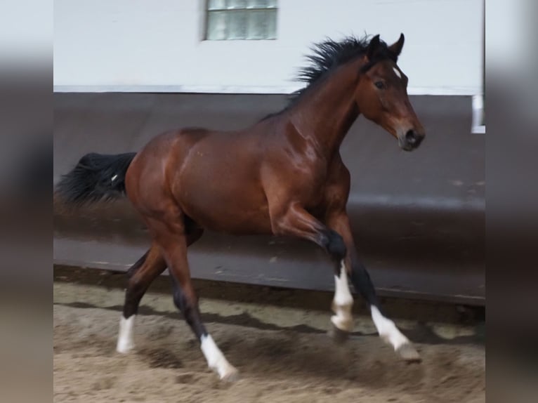 Oldenburger Wallach 3 Jahre 168 cm Brauner in Bramsche